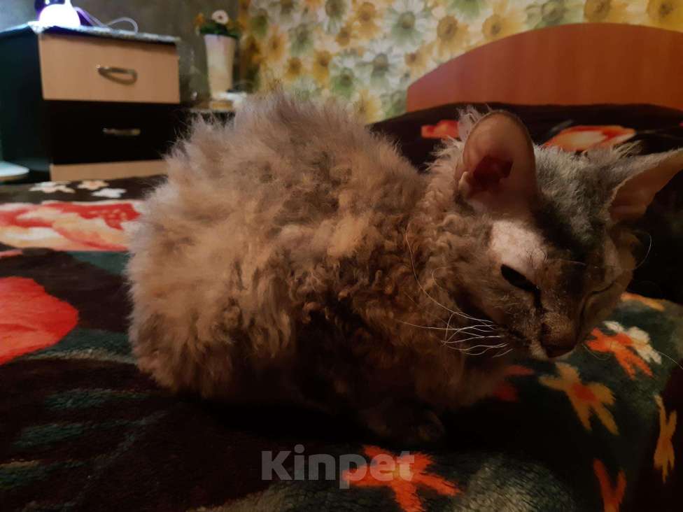 Кошки в Стерлитамаке: Котята Корниш-рекс, 1 000 руб. - фото 1