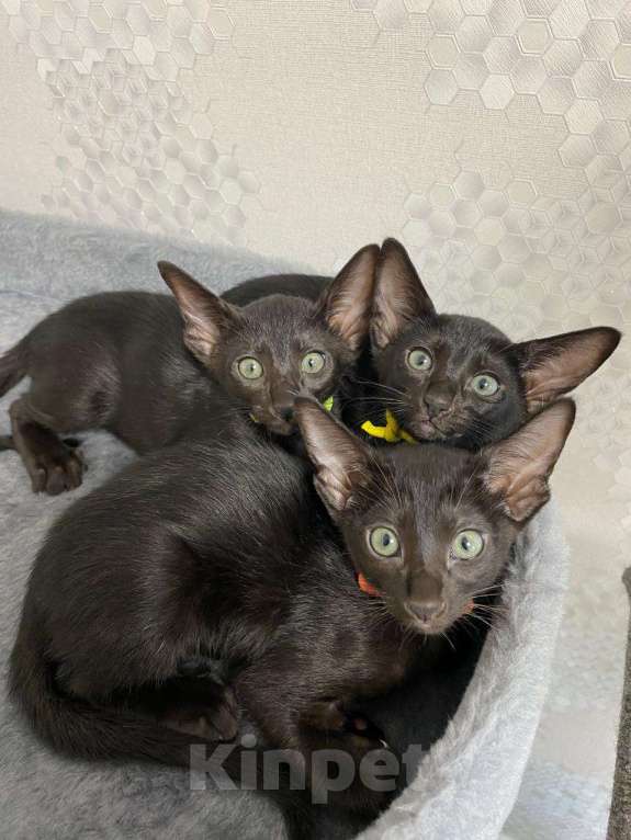 Кошки в Москве: Ориентальный 7-летний кот(тип классика - не экстремал) ищет невесту Мальчик, Бесплатно - фото 6