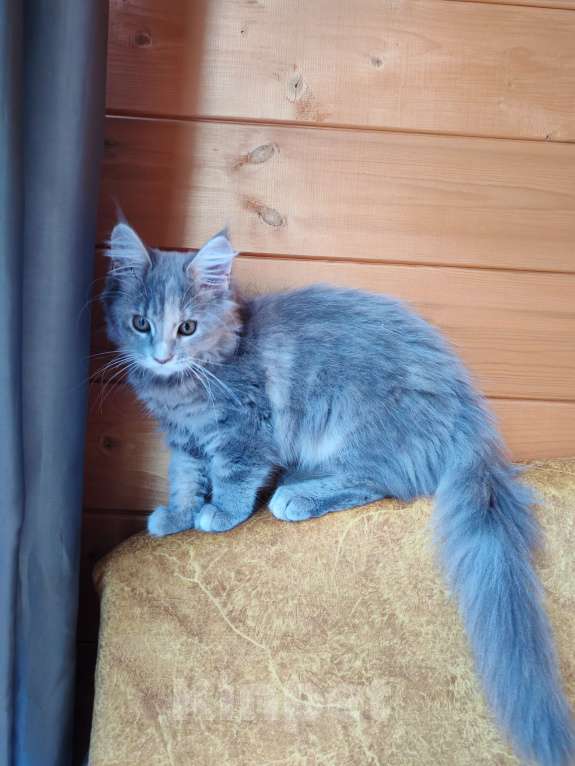 Кошки в Мурином: Девочка мейн-кун Девочка, Бесплатно - фото 5