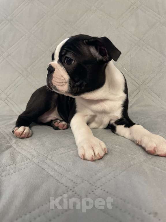 Собаки в других городах Ярославской области: Ами щенок бостон-терьера Мальчик, 80 000 руб. - фото 3