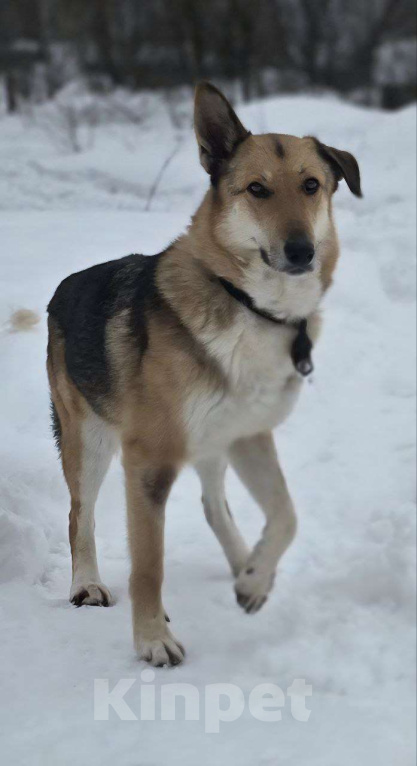 Собаки в Королеве: Лекси! Девочка, Бесплатно - фото 9