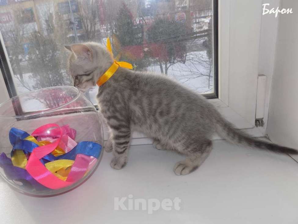 Кошки в Москве: Шотландские вислоухие котята Мальчик, 12 000 руб. - фото 10