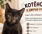 Кошки в Краснодаре: КОТЁНОК В ДОБРЫЕ РУКИ Мальчик, Бесплатно - фото 1