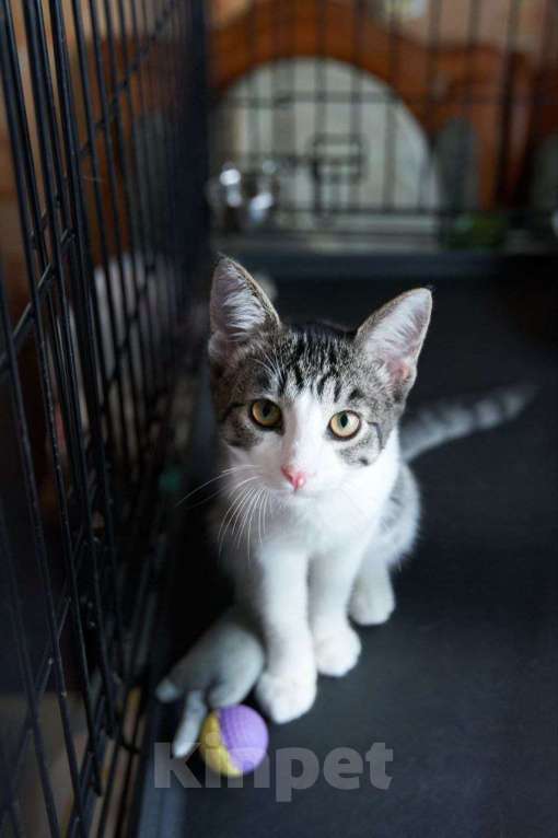 Кошки в Москве: Ласковый котенок в добрые руки Мальчик, Бесплатно - фото 1