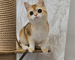 Кошки в Казани: Шотландский прямоухий котенок Девочка, 35 000 руб. - фото 4