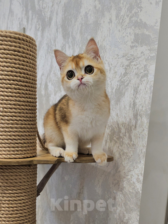 Кошки в Казани: Шотландский прямоухий котенок Девочка, 35 000 руб. - фото 4