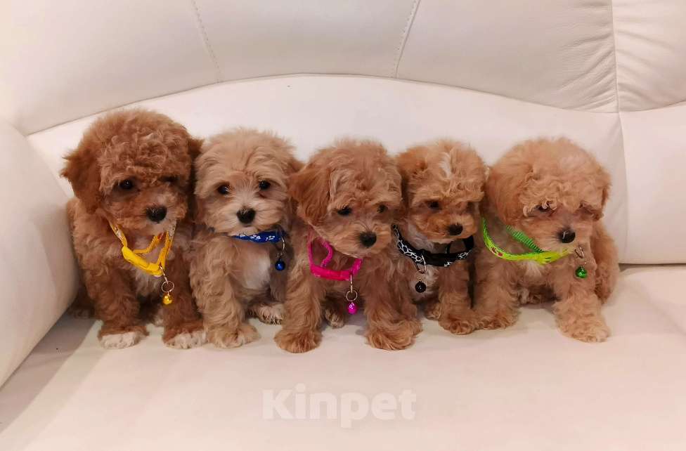 Собаки в Москве: Мальтмпу Ф1 с документами из питомника Мальчик, 80 000 руб. - фото 2