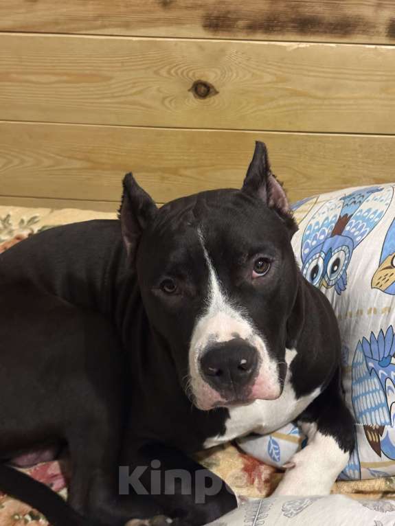 Собаки в других городах Краснодарского края: Амстафф щенок  Мальчик, 45 000 руб. - фото 1