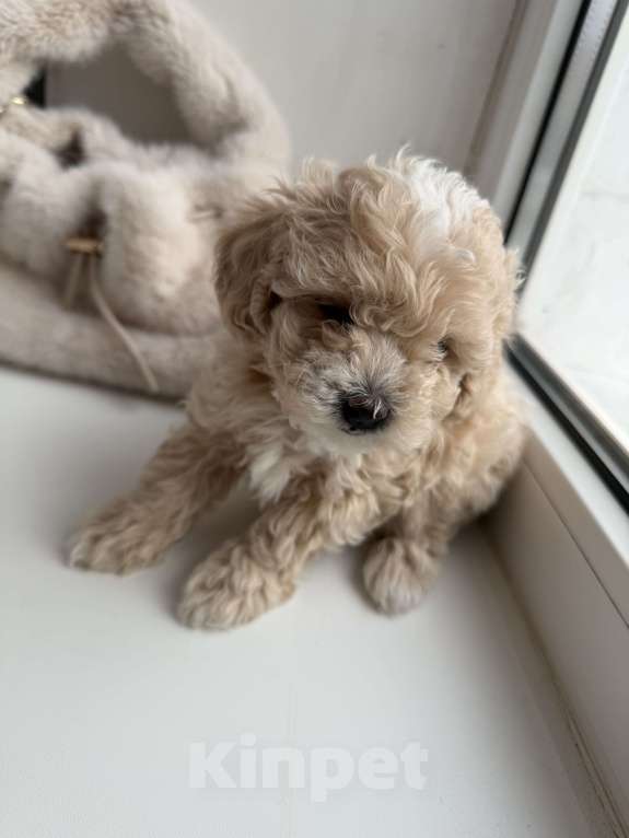 Собаки в Иваново: Той-пудель мальчик Мальчик, Бесплатно - фото 3