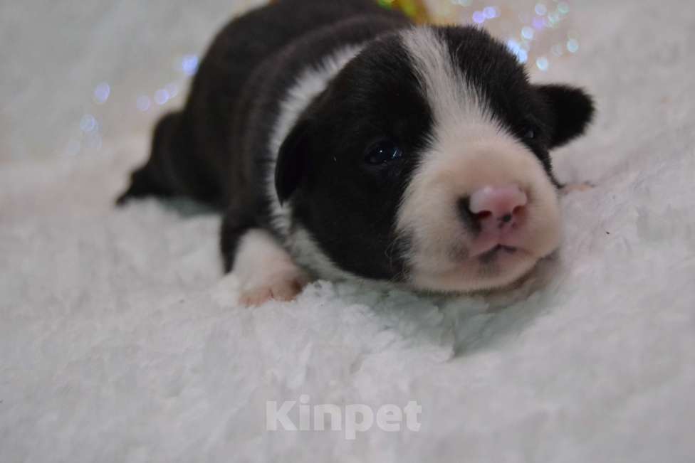 Собаки в Санкт-Петербурге: Бордер Колли  Мальчик, 70 000 руб. - фото 5