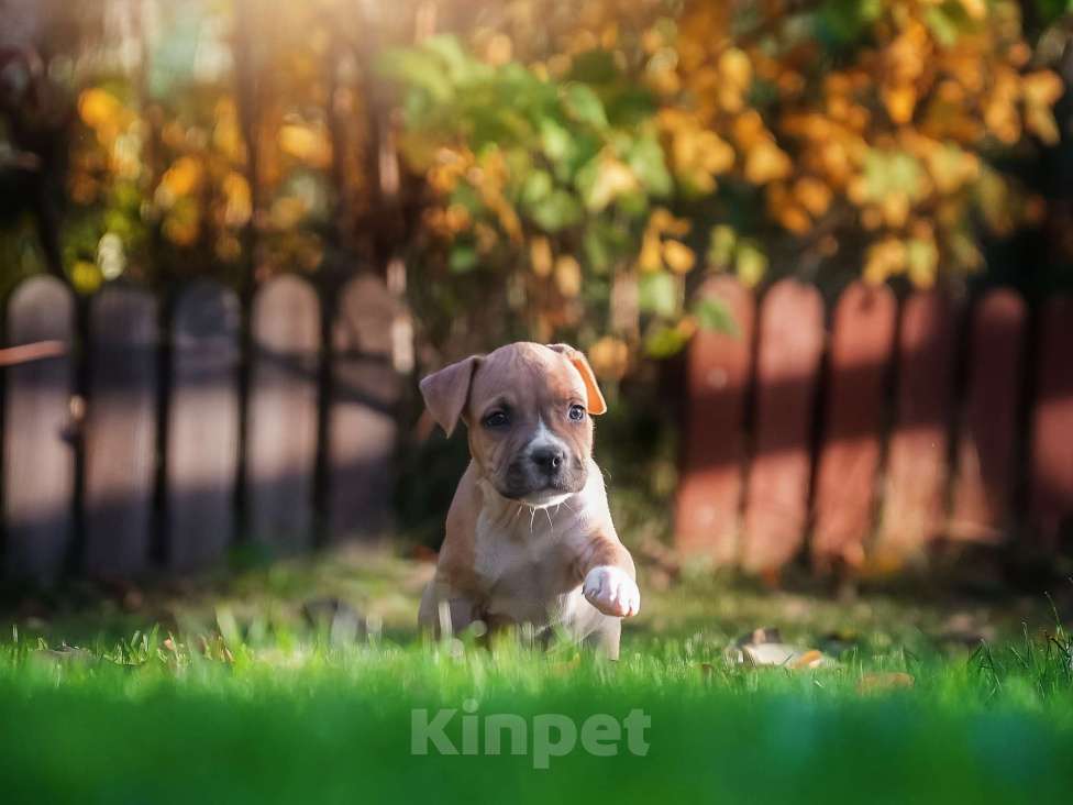 Собаки в Самаре: Щенок АСТ из питомника Девочка, 50 000 руб. - фото 6