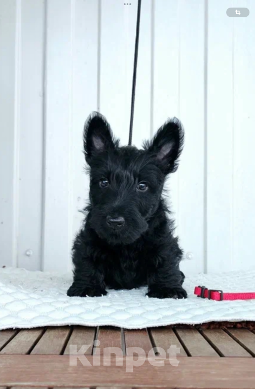 Собаки в Москве: Щенок скотч терьер Мальчик, 60 000 руб. - фото 2