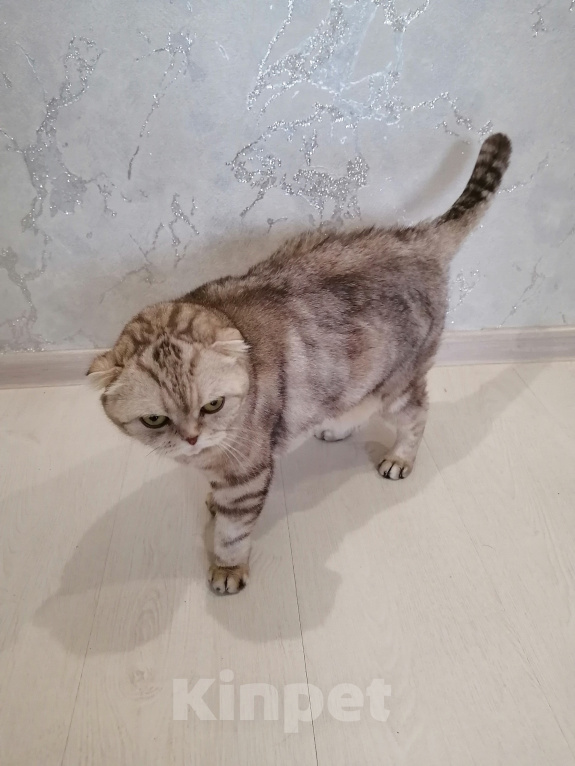 Кошки в Петропавловске-Камчатском: Отдам в добрые руки Девочка, Бесплатно - фото 3