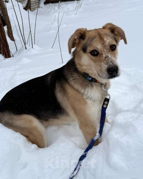 Собаки в Москве: Мартин ищет дом  Мальчик, Бесплатно - фото 2