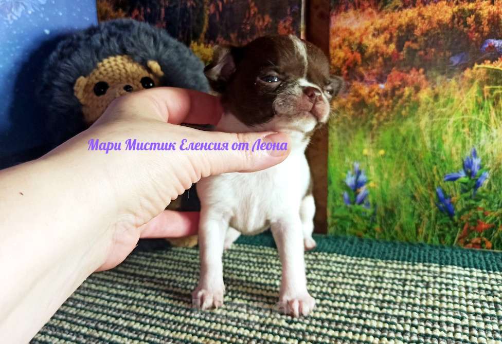 Собаки в Санкт-Петербурге: Еленсия мини и Ева супер мини чихуахуа Девочка, 100 000 руб. - фото 5