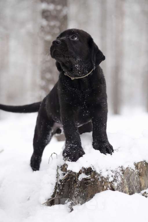 Собаки в Санкт-Петербурге: IRISLAV BRUNO Мальчик, 160 000 руб. - фото 6