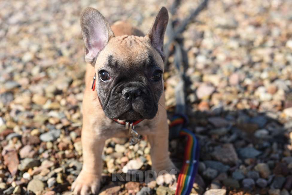 Собаки в Москве: Девочка палевая Девочка, 40 000 руб. - фото 10