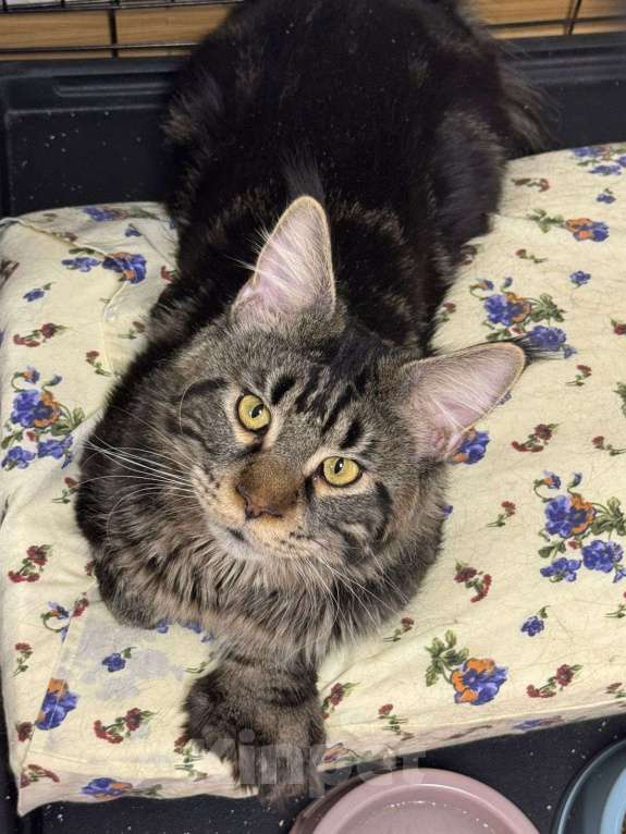 Кошки в Москве: Красавец кот Сатурн в добрые руки  Мальчик, Бесплатно - фото 3