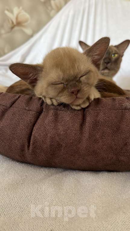 Кошки в Казани: Девчонки Бурмы Девочка, 50 000 руб. - фото 4