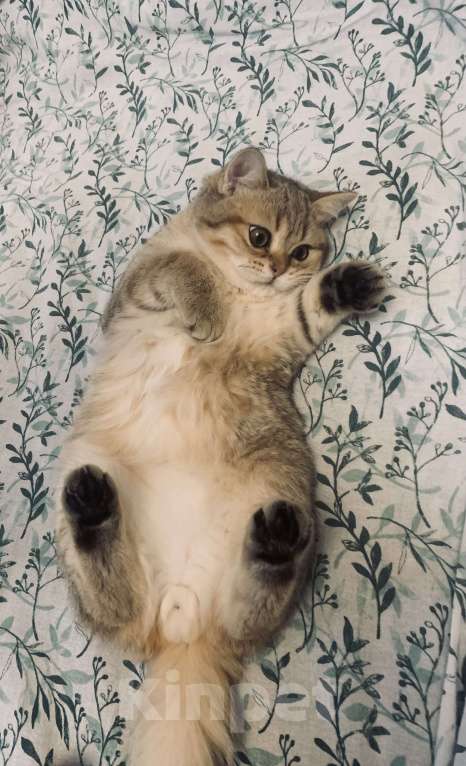 Кошки в Санкт-Петербурге: Котик Мальчик, 1 руб. - фото 4