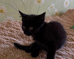 Кошки в Рязани: Ищем семью Мальчик, Бесплатно - фото 2