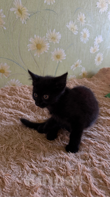 Кошки в Рязани: Ищем семью Мальчик, Бесплатно - фото 2