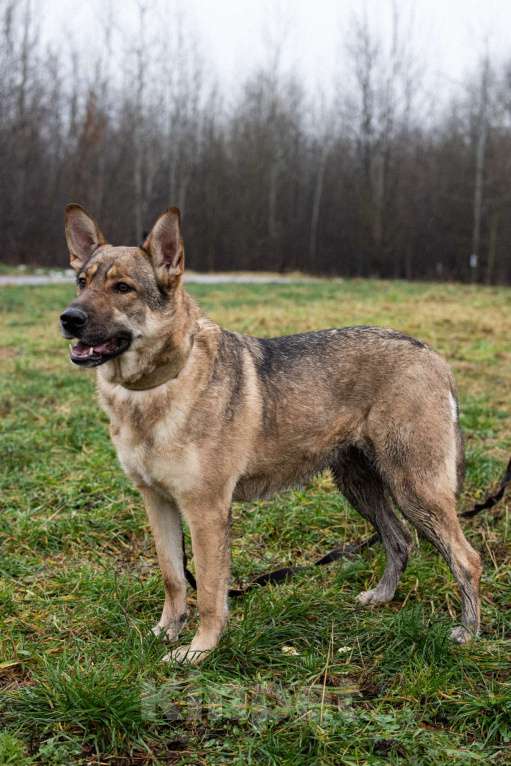 Собаки в Москве: Нежная скромная Дарина Девочка, Бесплатно - фото 9