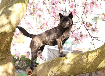 Кай-ину (тигровая собака)