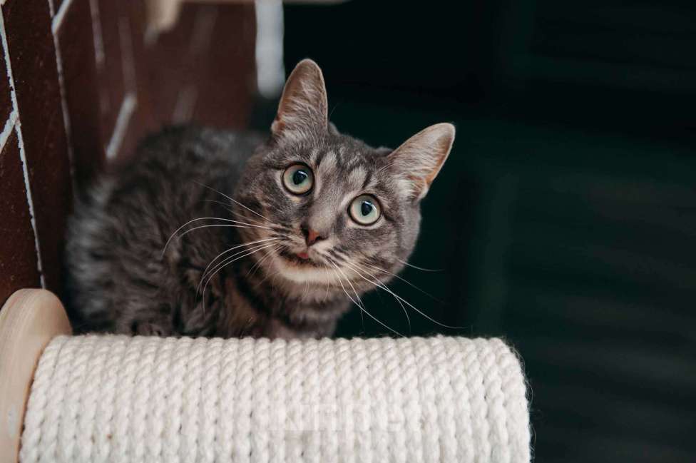 Кошки в других городах Московской области: Фея ищет семью Девочка, Бесплатно - фото 3