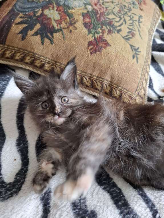 Кошки в Москве: Мейн-куны от чемпионов породы Мальчик, 20 000 руб. - фото 5