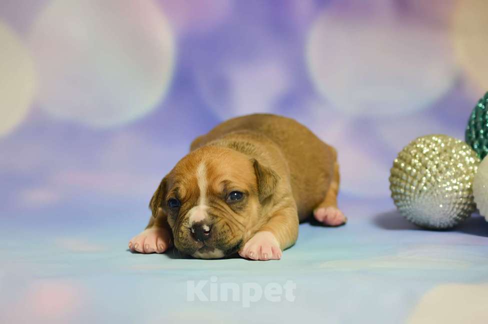 Собаки в Люберцах: Солнечный мальчик Мальчик, 60 000 руб. - фото 1