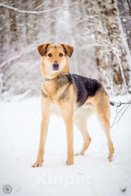 Собаки в Москве: Джой Мальчик, Бесплатно - фото 4