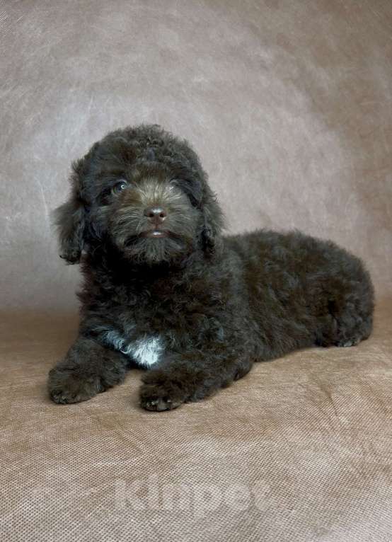 Собаки в Москве: Микс пуделя f2 девочка. Девочка, Бесплатно - фото 2