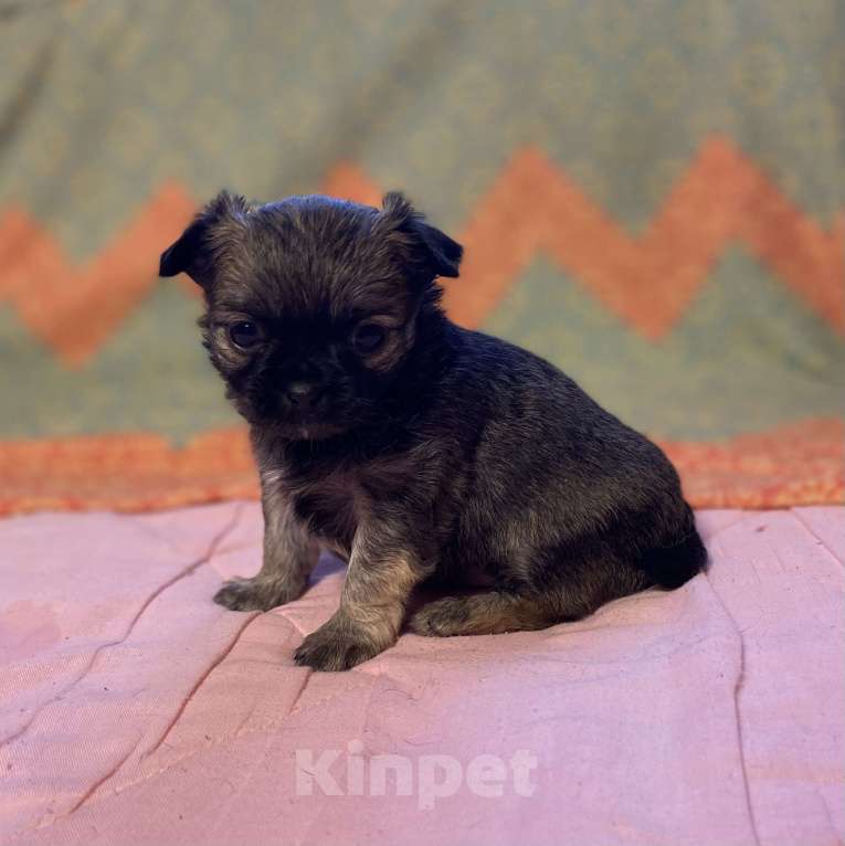 Собаки в Санкт-Петербурге: Великолепный мальчик чишка Мальчик, 25 000 руб. - фото 7