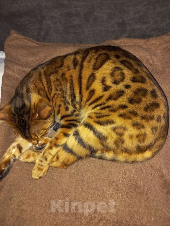 Кошки в Пензе: Бенгальские котята Девочка, 12 000 руб. - фото 10