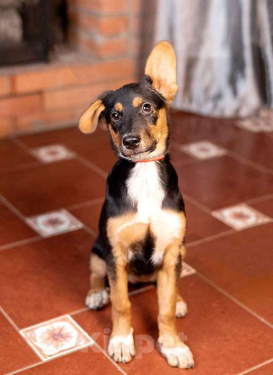 Собаки в Москве: Милейшая обаяшка девочка-щенок Люси ищет дом Девочка, Бесплатно - фото 3