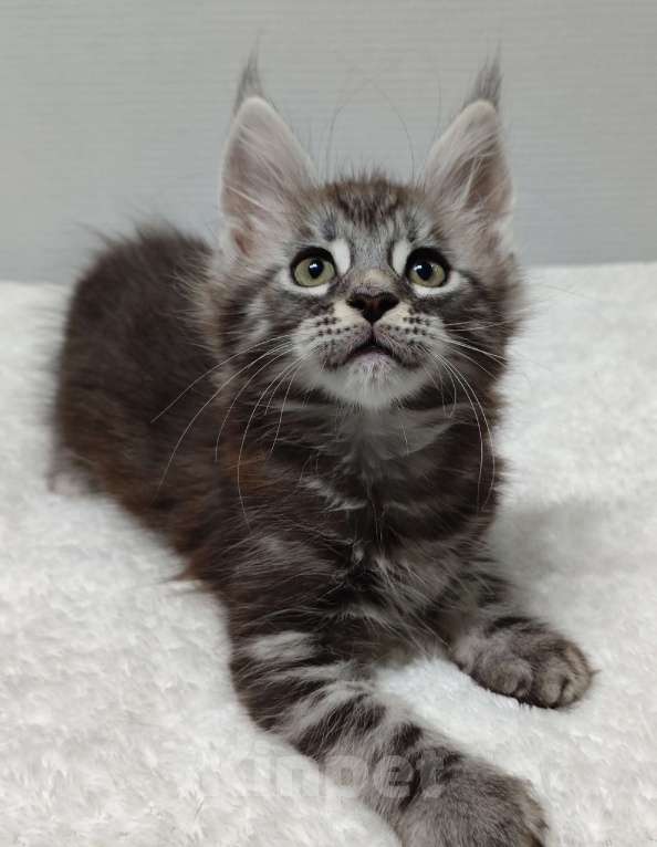 Кошки в Туле: Мейн-кун мальчик  Мальчик, 35 000 руб. - фото 2