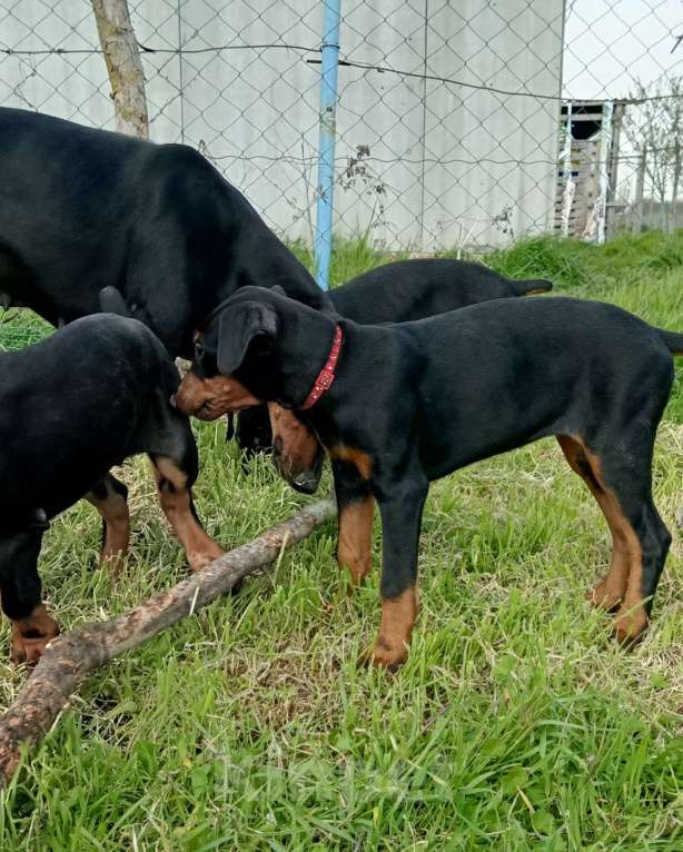 Собаки в других городах Краснодарского края: Щенки добермана Мальчик, 15 000 руб. - фото 1