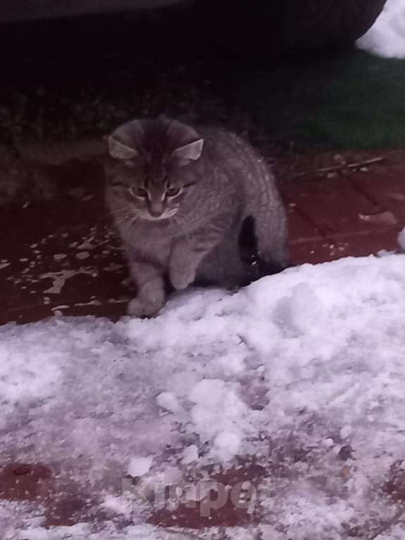 Кошки в других городах Московской области: SOS! Котёнок СРОЧНО ищет дом!!! Мальчик, Бесплатно - фото 4