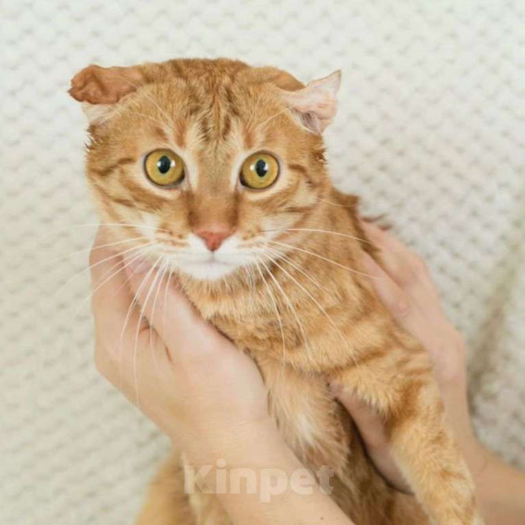 Кошки в Москве: Веня, узник страшной квартиры Мальчик, Бесплатно - фото 5