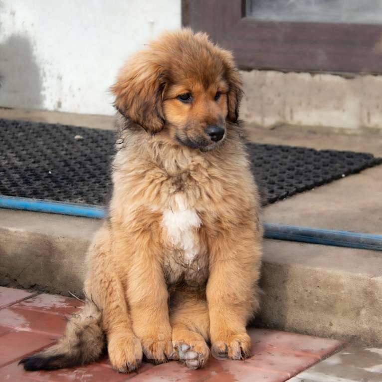 Собаки в Москве: Байра Девочка, Бесплатно - фото 7