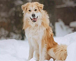 Собаки в Москве: Шикарный пёс Нортон в добрые руки. Мальчик, 1 руб. - фото 5