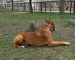 Собаки в Энгельс: Немецкий боксёр, вязка., 5 000 руб. - фото 6
