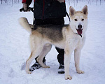 Собаки в Москве: Молодой красавец хаски Грей ищет дом Мальчик, Бесплатно - фото 3
