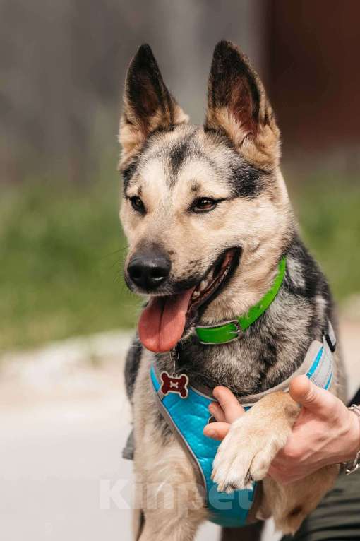 Собаки в Москве: Собака-компаньон для города Джефри в дар Мальчик, 1 руб. - фото 2