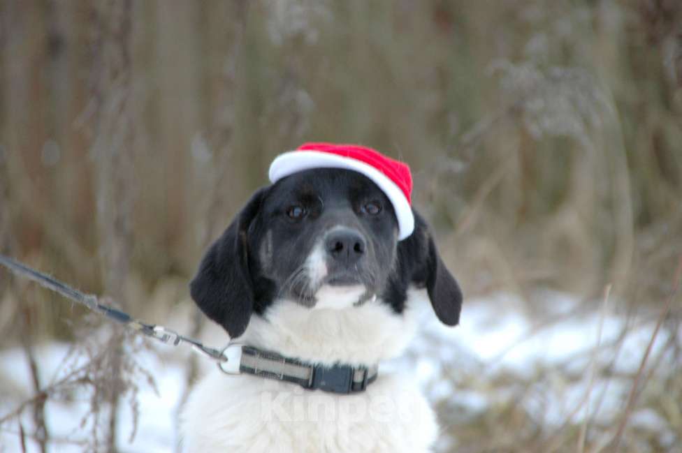 Собаки в Москве: Славный щенок Сара в добрые руки Девочка, Бесплатно - фото 6