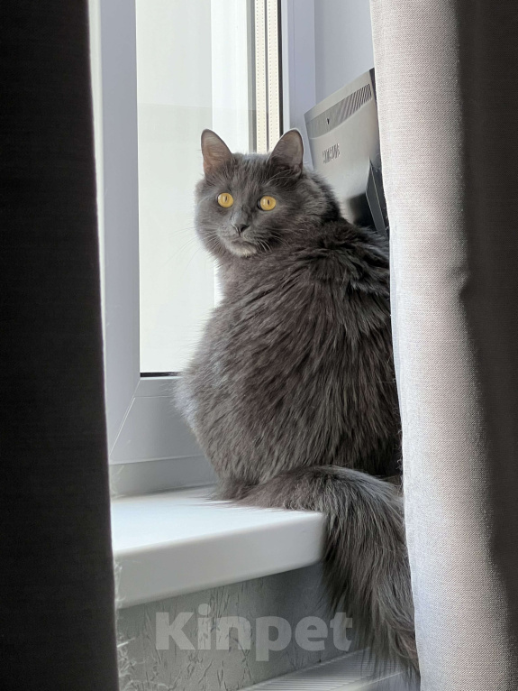 Кошки в других городах Московской области: Кошечка метис русская голубая + мейнкун  Девочка, Бесплатно - фото 2