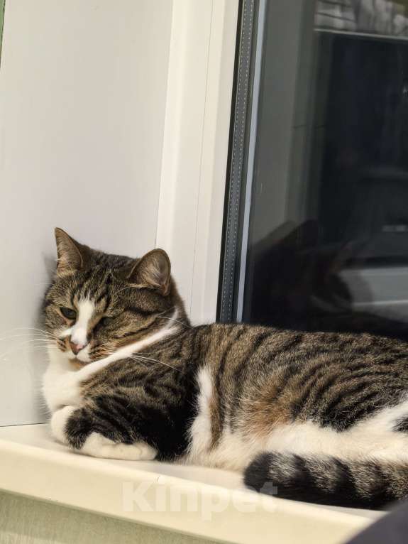 Кошки в Петрозаводске: Протестующего кота в любящую семью Мальчик, Бесплатно - фото 8