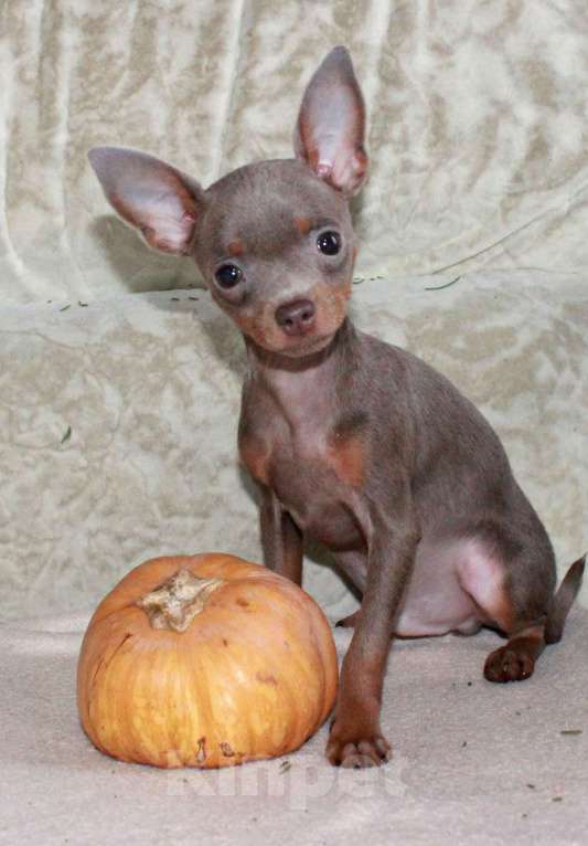 Собаки в Волгограде: Лиловые мальчики мини Мальчик, 45 000 руб. - фото 3