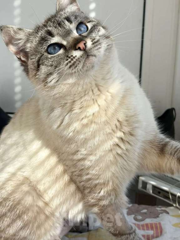 Кошки в Москве: Синеглазка ищет дом Девочка, Бесплатно - фото 3